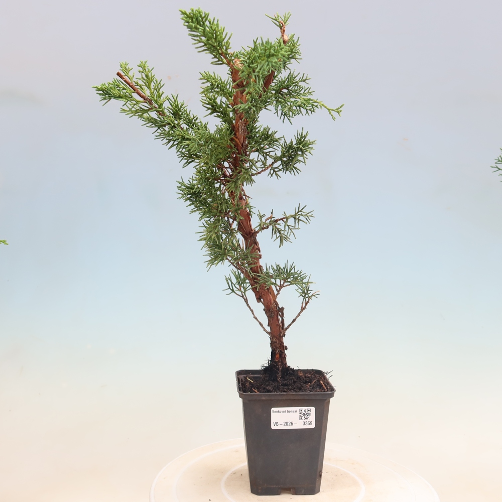Bonsaï d'extérieur - Juniperus chinensis Kishu