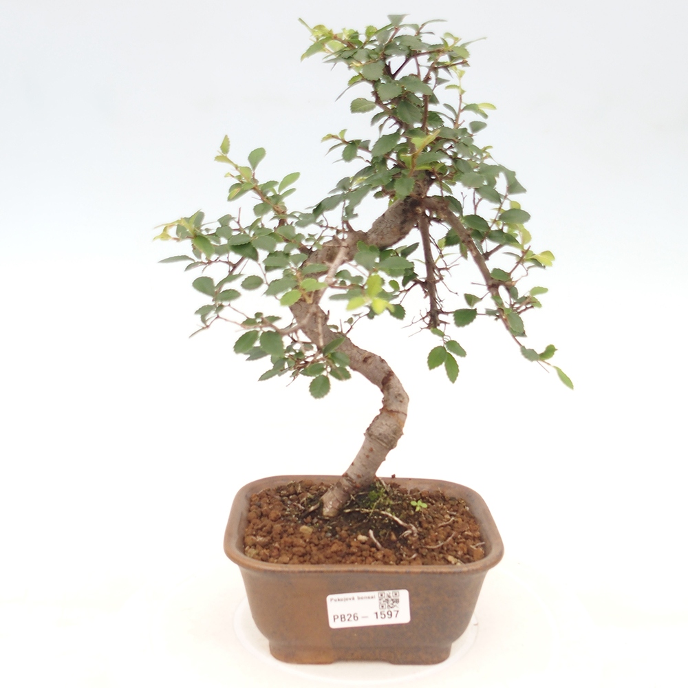 Bonsaï de chambre - Ulmus parvifolia - Orme à petites feuilles