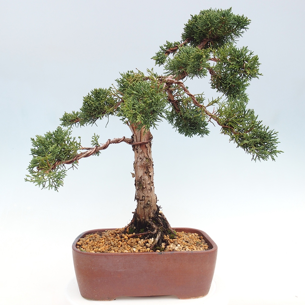 Bonsaï d'extérieur - Juniperus chinensis Kishu