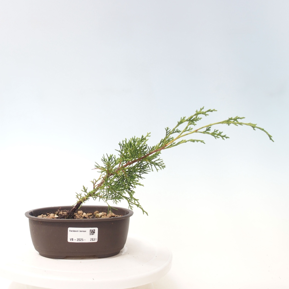 Bonsaï d'extérieur - Juniperus chinensis Itoigawa