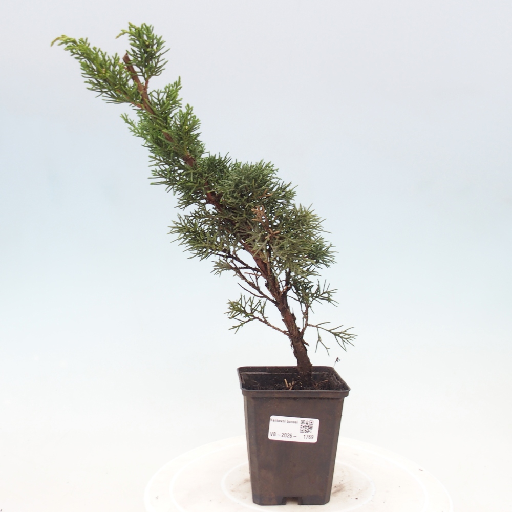 Bonsaï d'extérieur - Juniperus chinensis Kishu