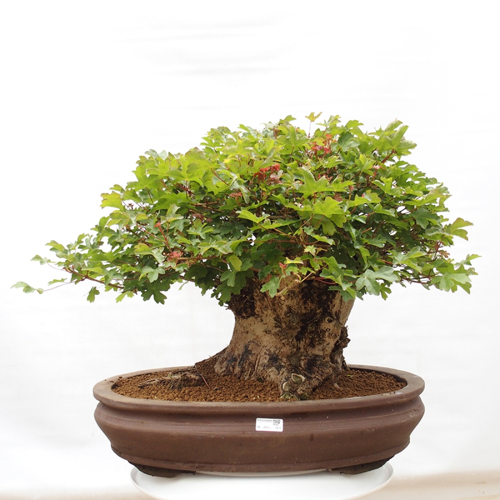 Bonsaï d'extérieur - Acer Campestre - Maple babyka