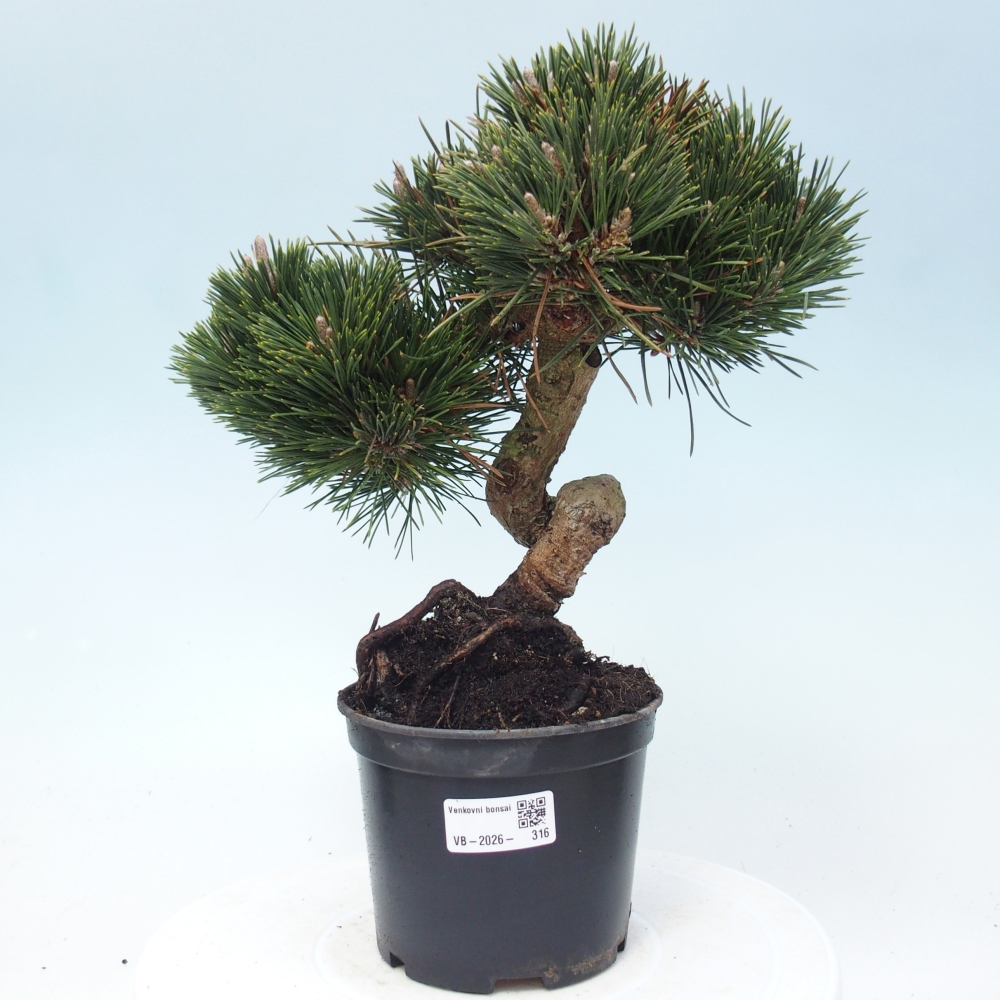 Bonsaï d'extérieur - Pinus thunbergii senjyumaru - Pin de Thunberg