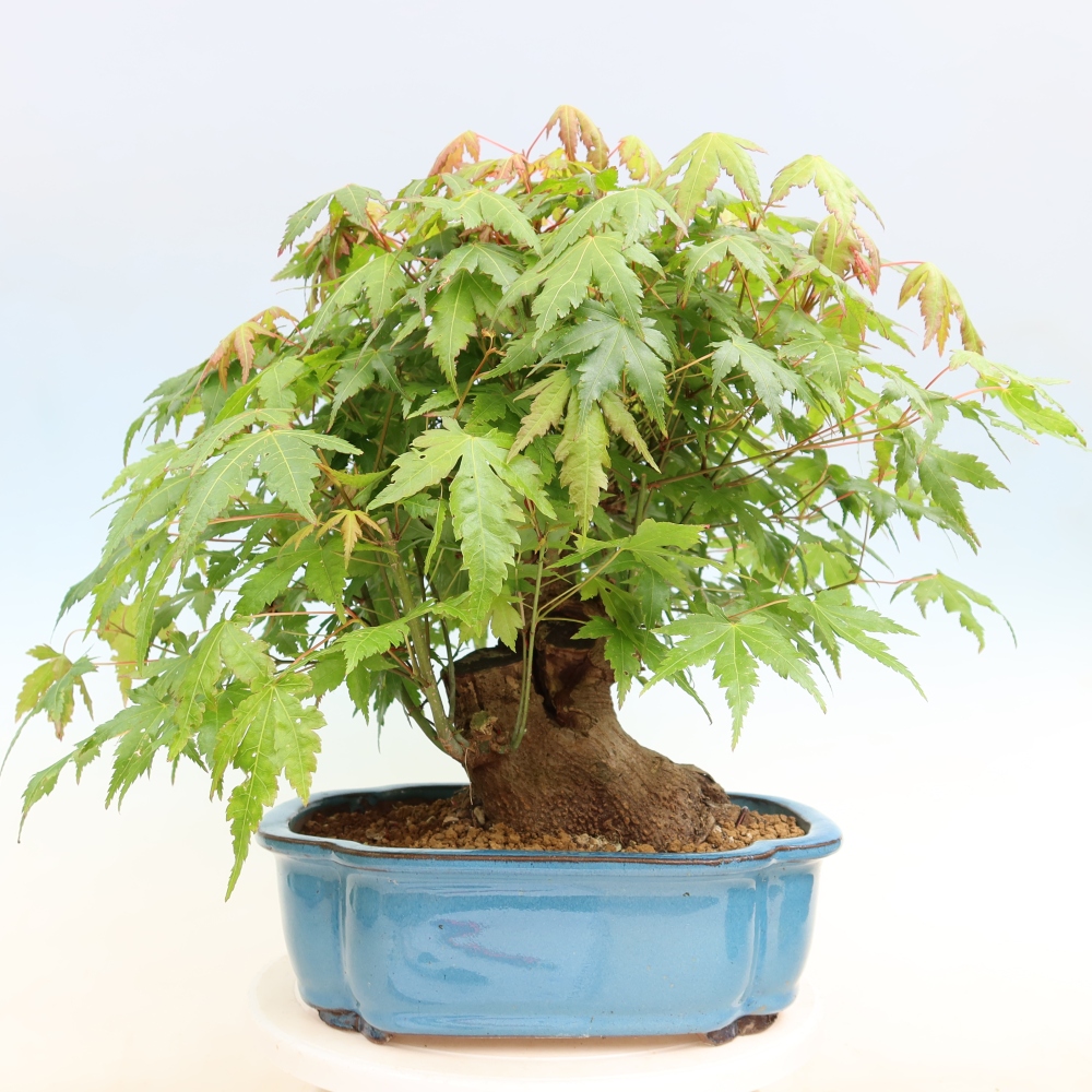 Bonsaï d'extérieur - Maple Burger - Acer Burgerianum