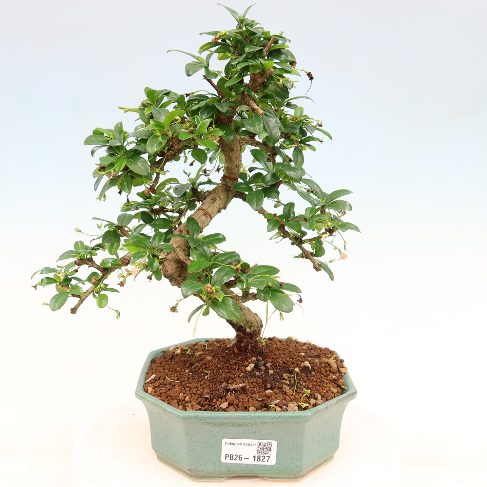 Bonsaï de chambre - Carmona macrophylla - Tea fuki