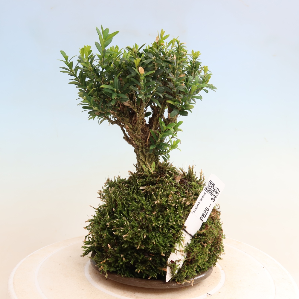 Kokedama avec soucoupe - Buxus harlandii - buis liège  
