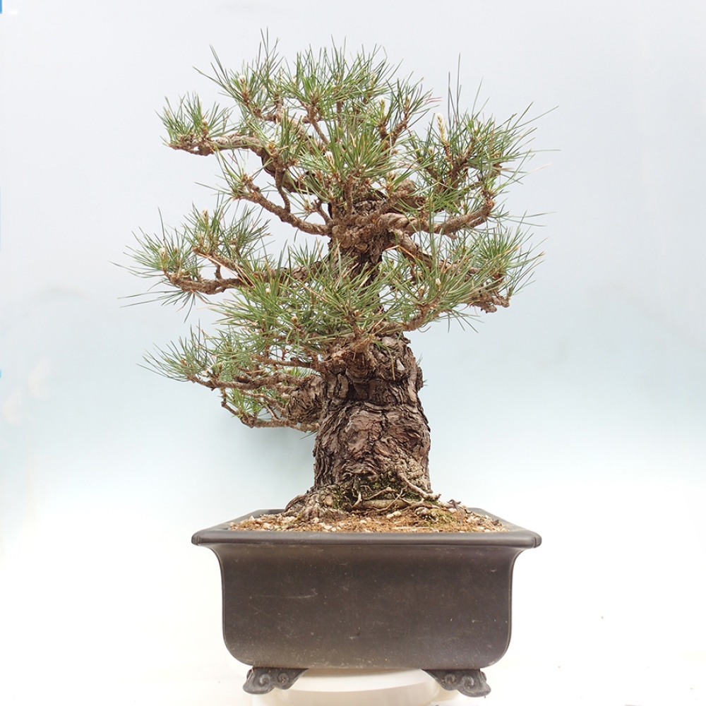 Bonsaï d'extérieur - Pinus thunbergii - Pin de Thunberg