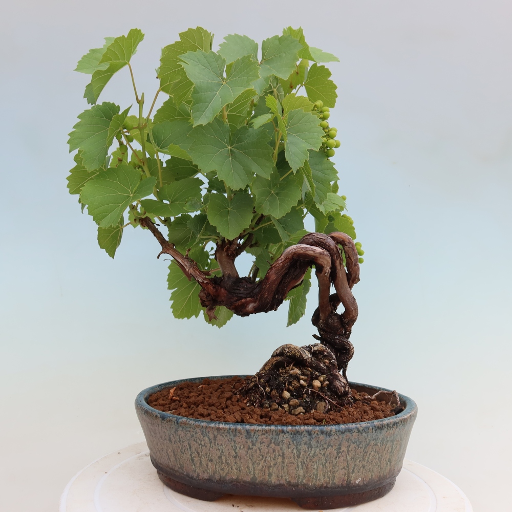 Bonsaï d'extérieur - Vigne - Vitis vinifera 