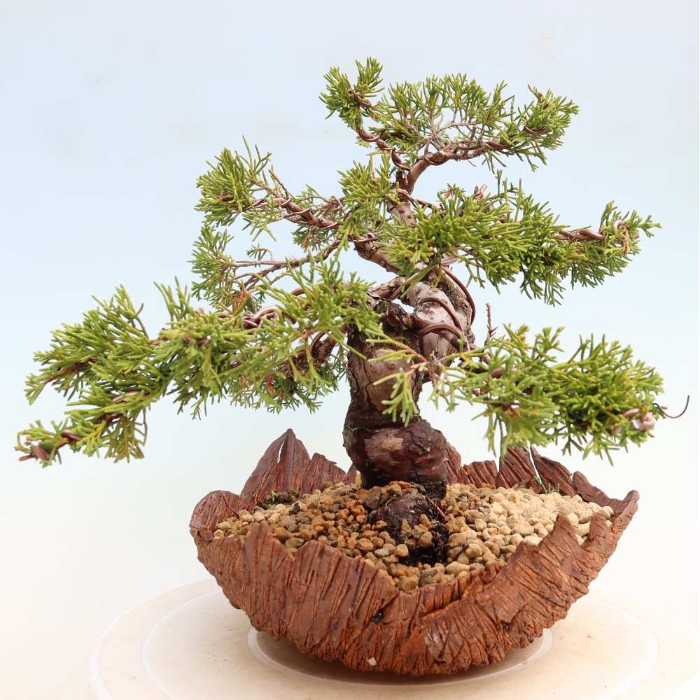 Bonsaï d'extérieur - Juniperus chinensis Itoigawa-Juniperus chinensis