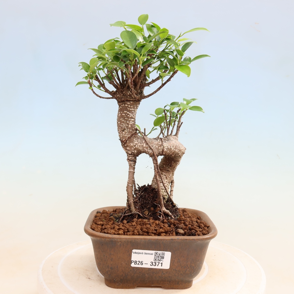 Salle bonsaï - Ficus kimmen - ficus à petites feuilles