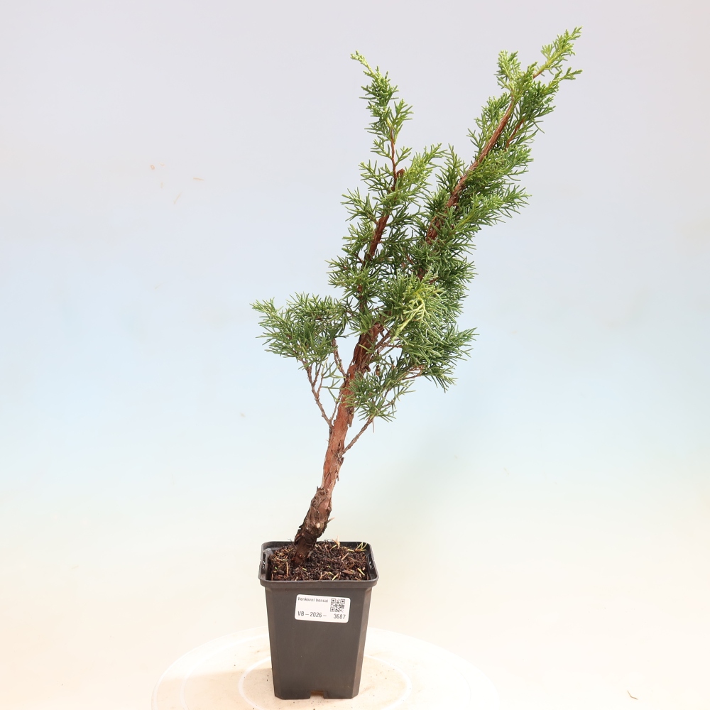 Bonsaï d'extérieur - Juniperus chinensis Kishu