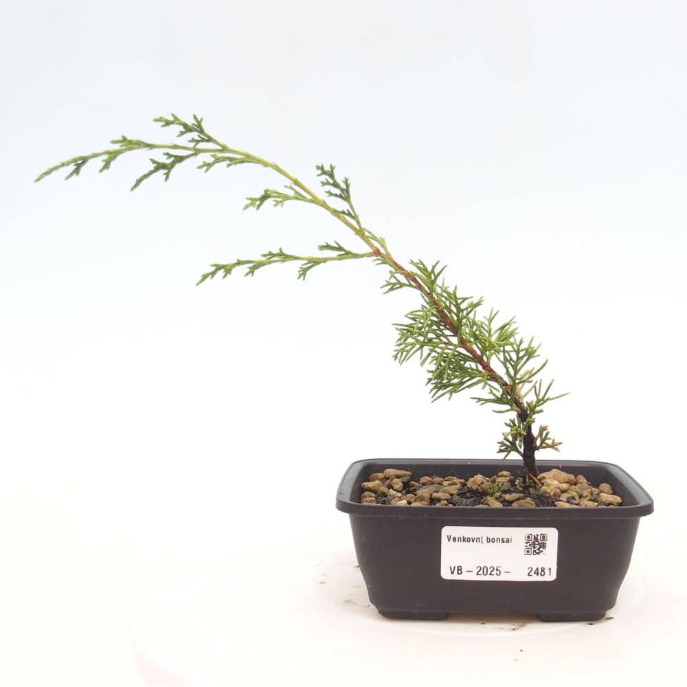 Bonsaï d'extérieur - Juniperus chinensis Itoigawa