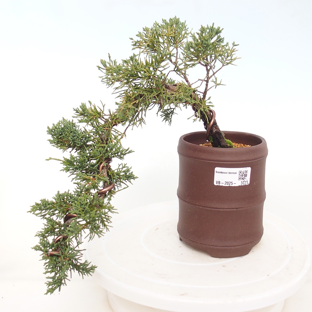 Bonsaï d'extérieur - Juniperus chinensis Kishu