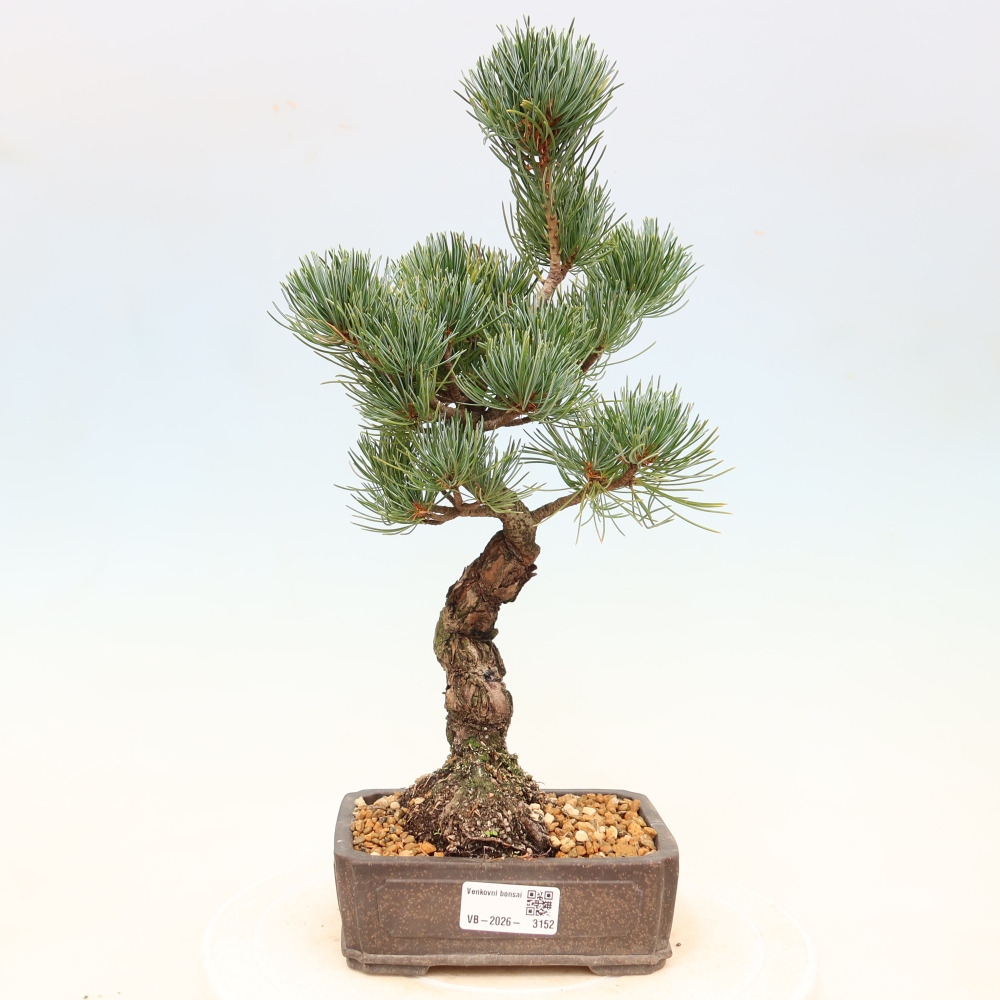 Bonsaï d'extérieur - Pinus parviflora - Pinus parviflora