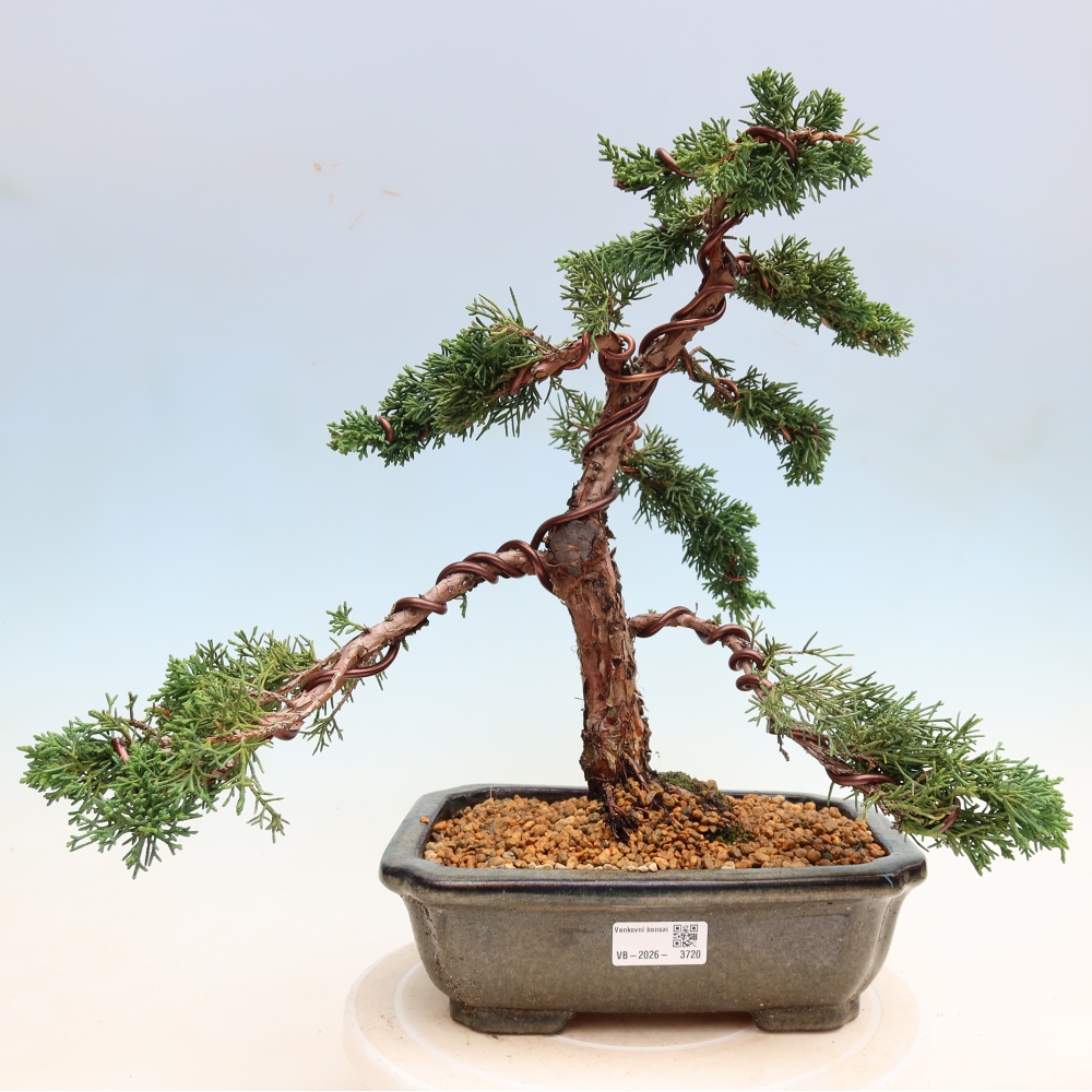 Bonsaï d'extérieur - Juniperus chinensis Kishu