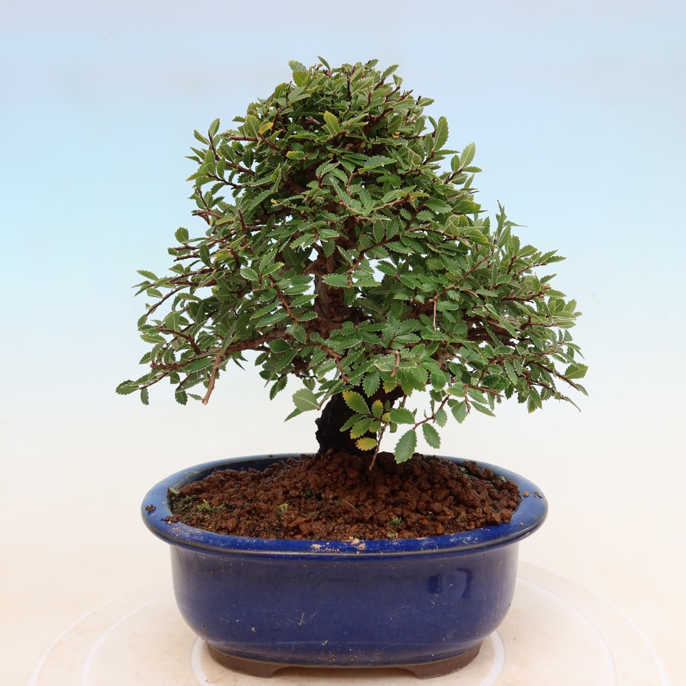 Bonsaï d'extérieur - Zelkova - Zelkova NIRE