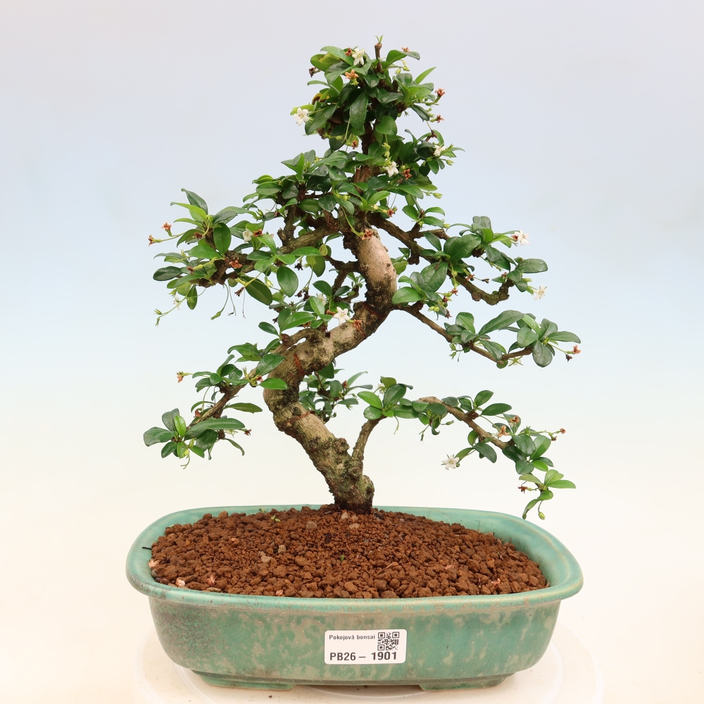Bonsaï de chambre - Carmona macrophylla - Tea fuki