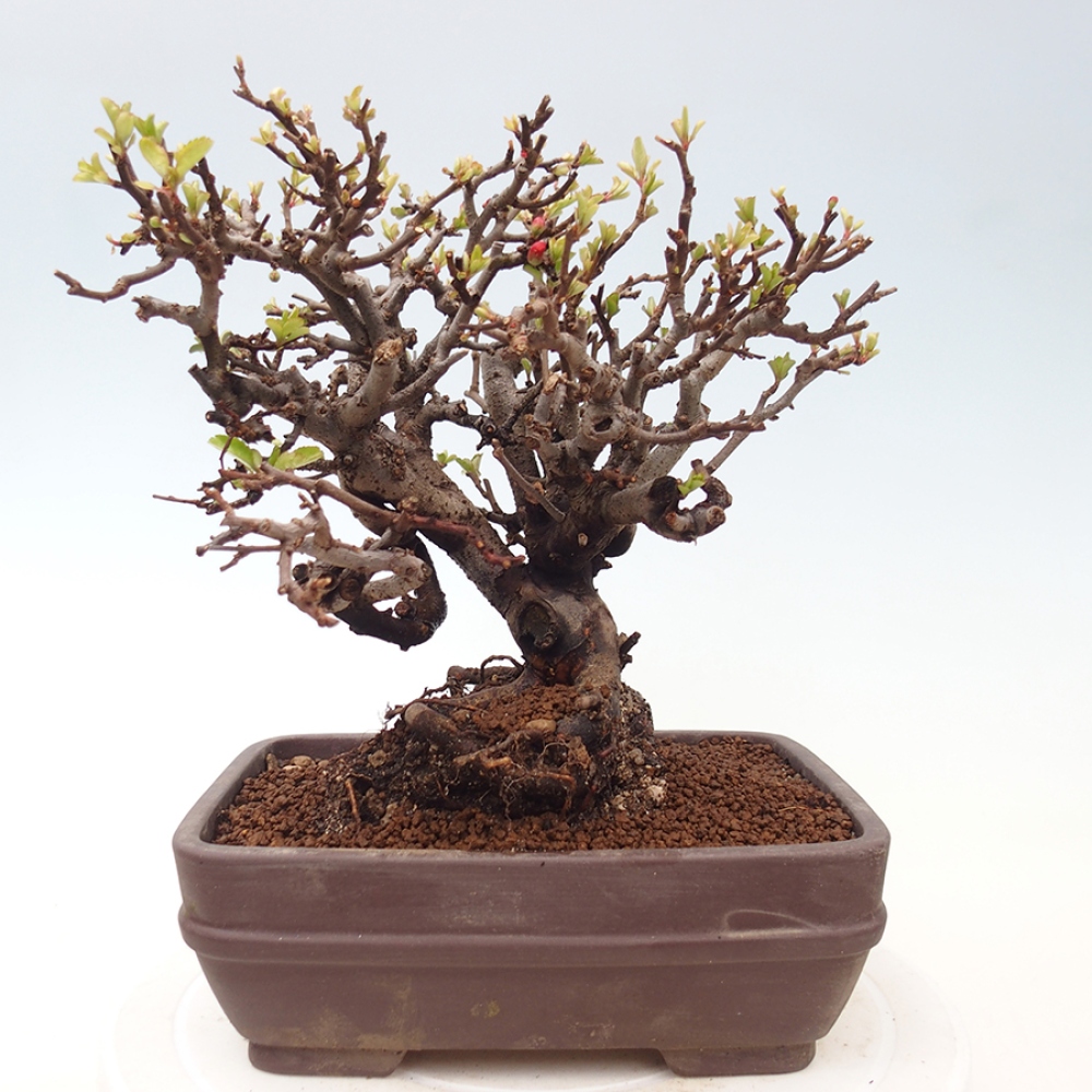 Bonsaï d'extérieur - Chaneomeles speciosa - Coing