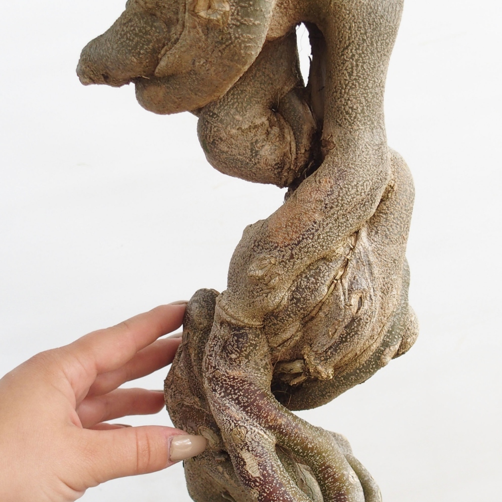 Bonsaï d'extérieur - Acer Buergerianum - Burger Maple