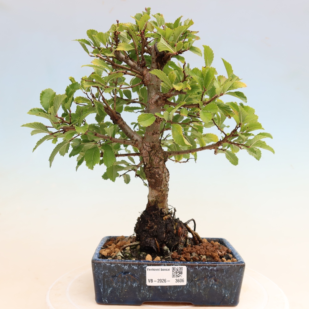 Bonsaï d'extérieur - Zelkova - Zelkova NIRE