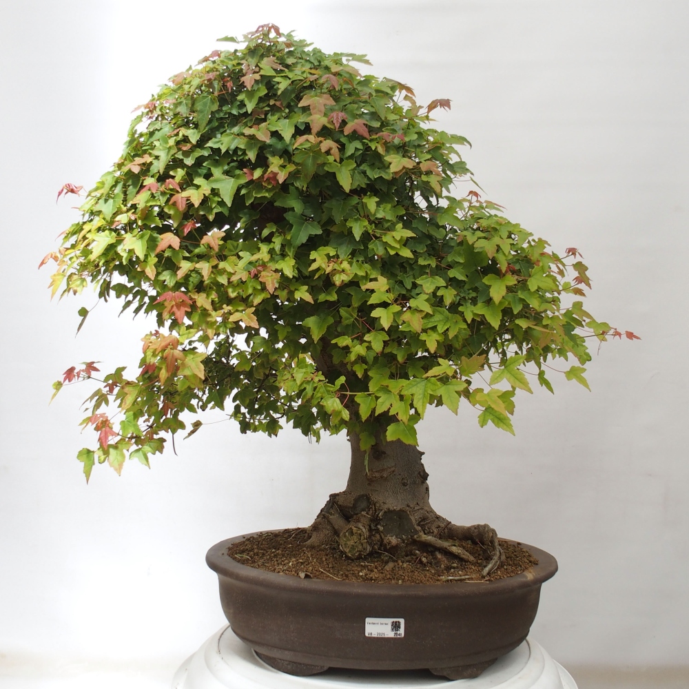 Bonsaï d'extérieur - Acer Buergerianum - Burger Maple