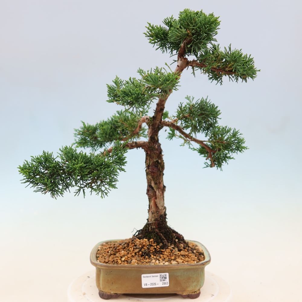 Bonsaï d'extérieur - Juniperus chinensis Kishu