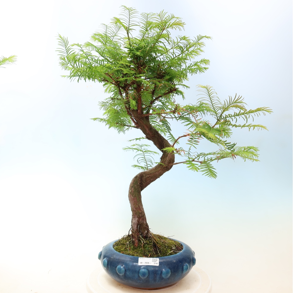 Bonsaï d'extérieur - Metasequoia glyptostroboides - Metasequoia chinois