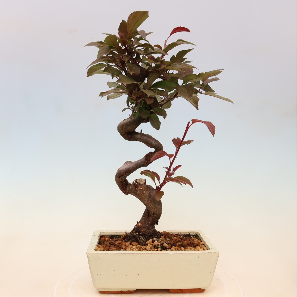 Bonsaï d'extérieur -Malus domestica - Pommier à petits fruits et à feuilles rouges