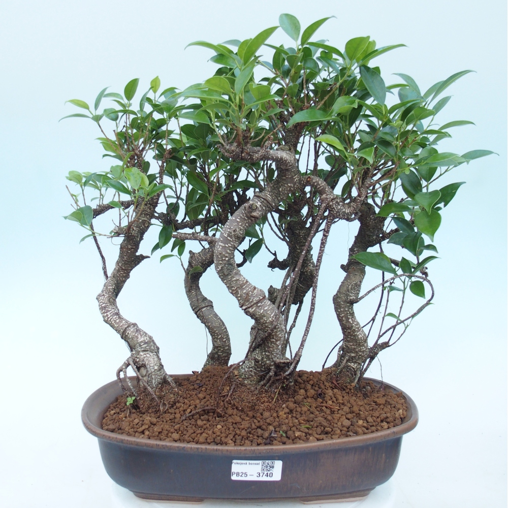 Salle bonsaï - Ficus kimmen - ficus à petites feuilles