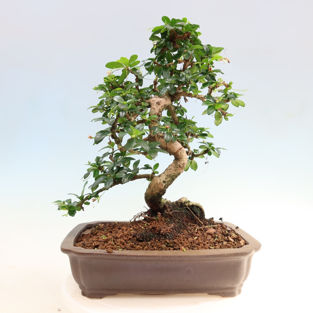 Bonsaï de chambre - Carmona macrophylla - Tea fuki