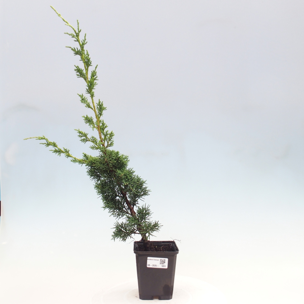 Bonsaï d'extérieur - Juniperus chinensis Kishu
