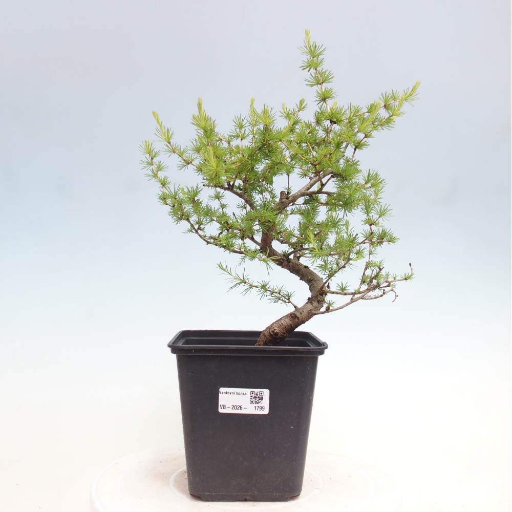 Bonsaï d'extérieur -Larix decidua - Mélèze