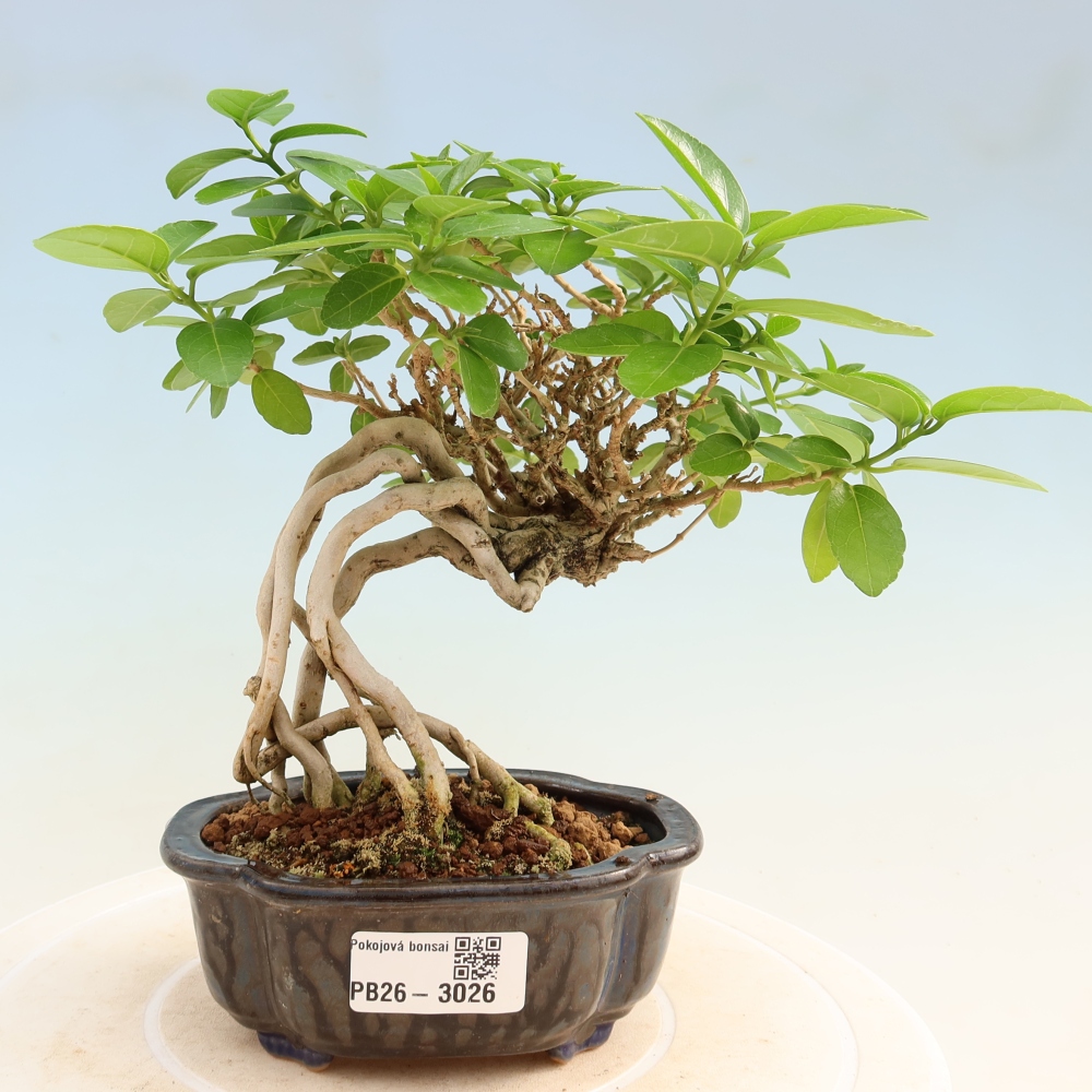 Bonsaï d'intérieur - Premna serratifolia - Kozlovna malolista