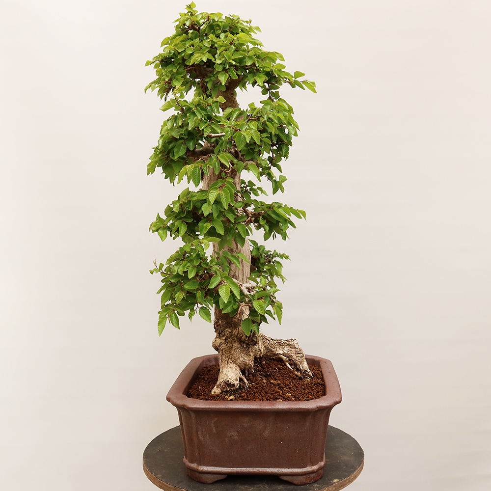 Bonsaï d'extérieur -Carpinus Coreana - Charme de Corée