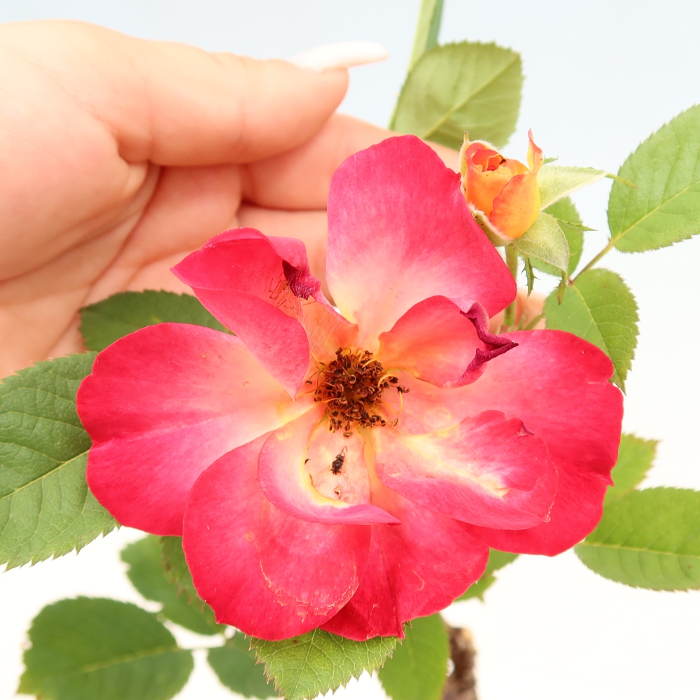 Bonsaï d'extérieur - Rosa Kordes - rose