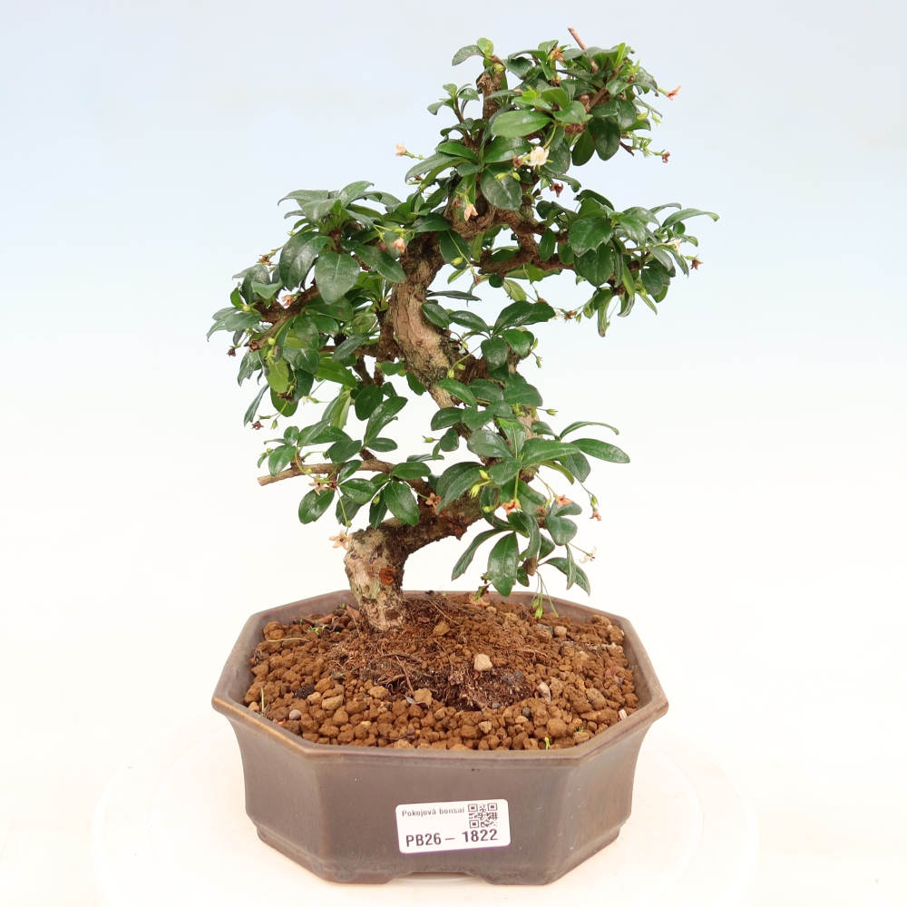 Bonsaï de chambre - Carmona macrophylla - Tea fuki