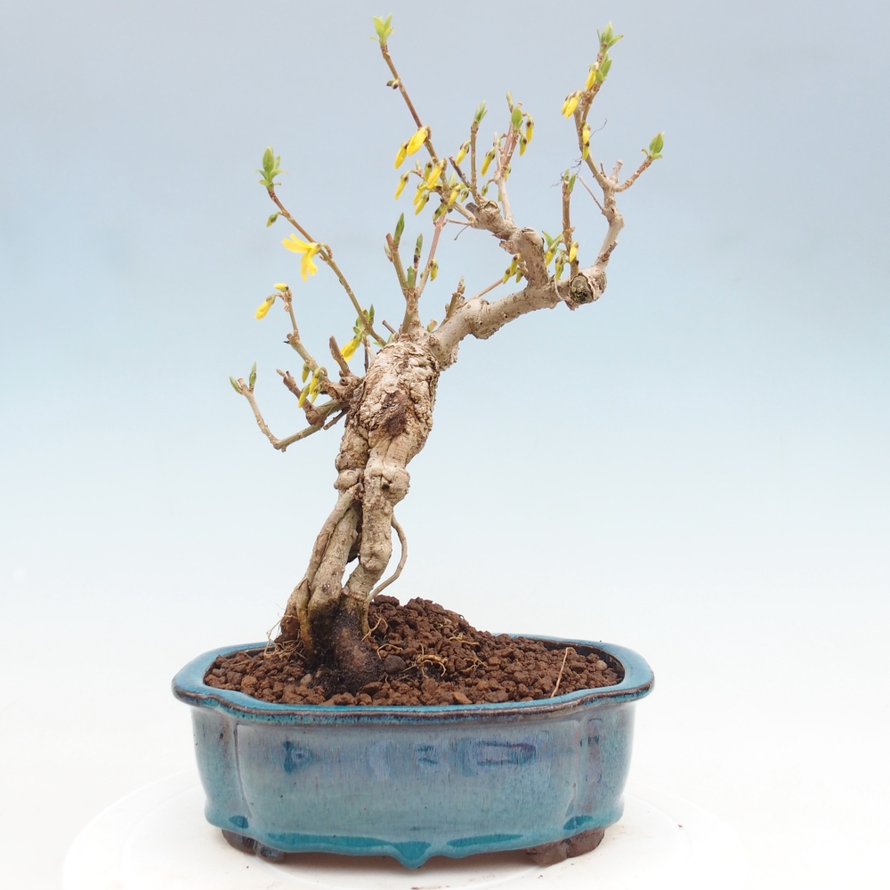Bonsaï d'extérieur - Zlatice - Forsythia koreana