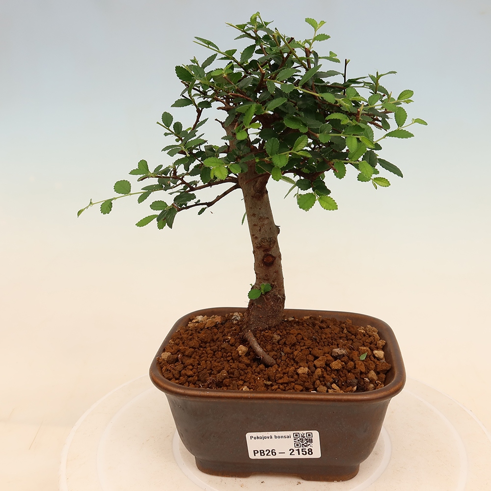 Bonsaï de chambre - Ulmus parvifolia - Orme à petites feuilles