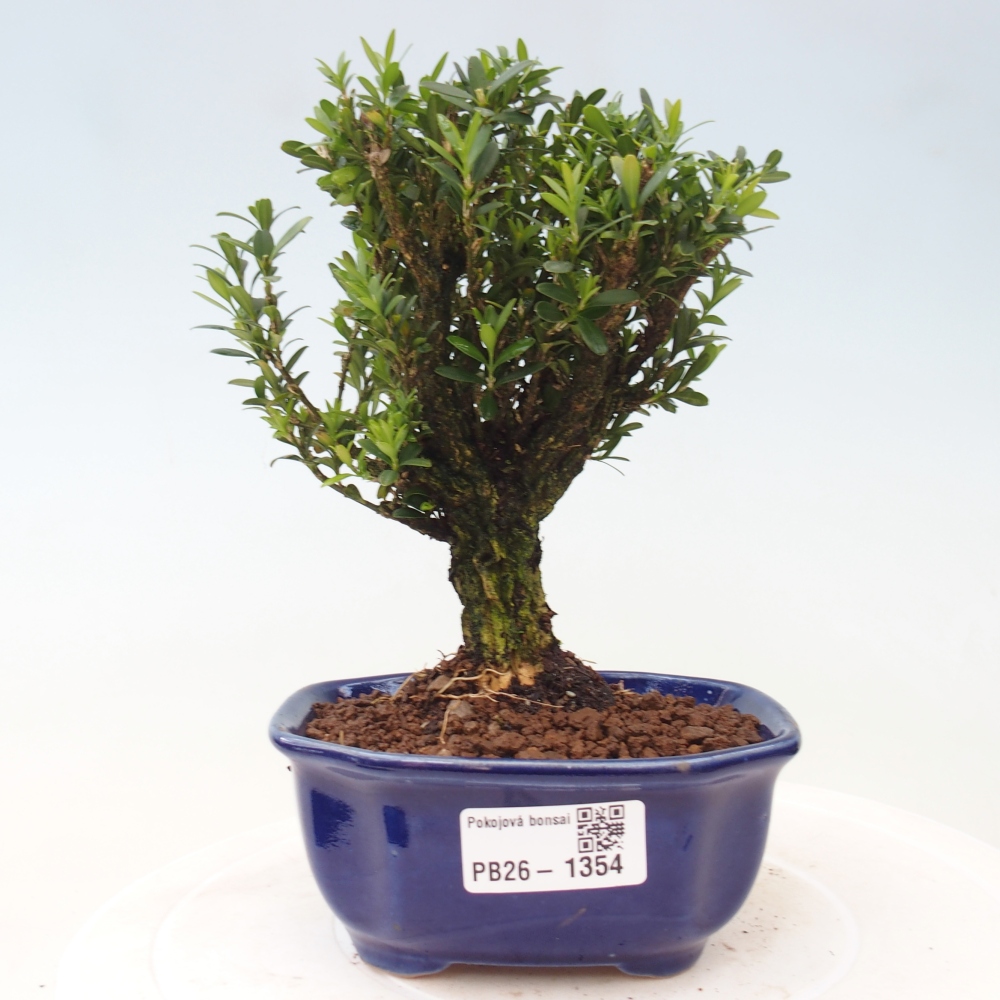 Bonsaï de chambre - Buxus harlandii - buxus liège