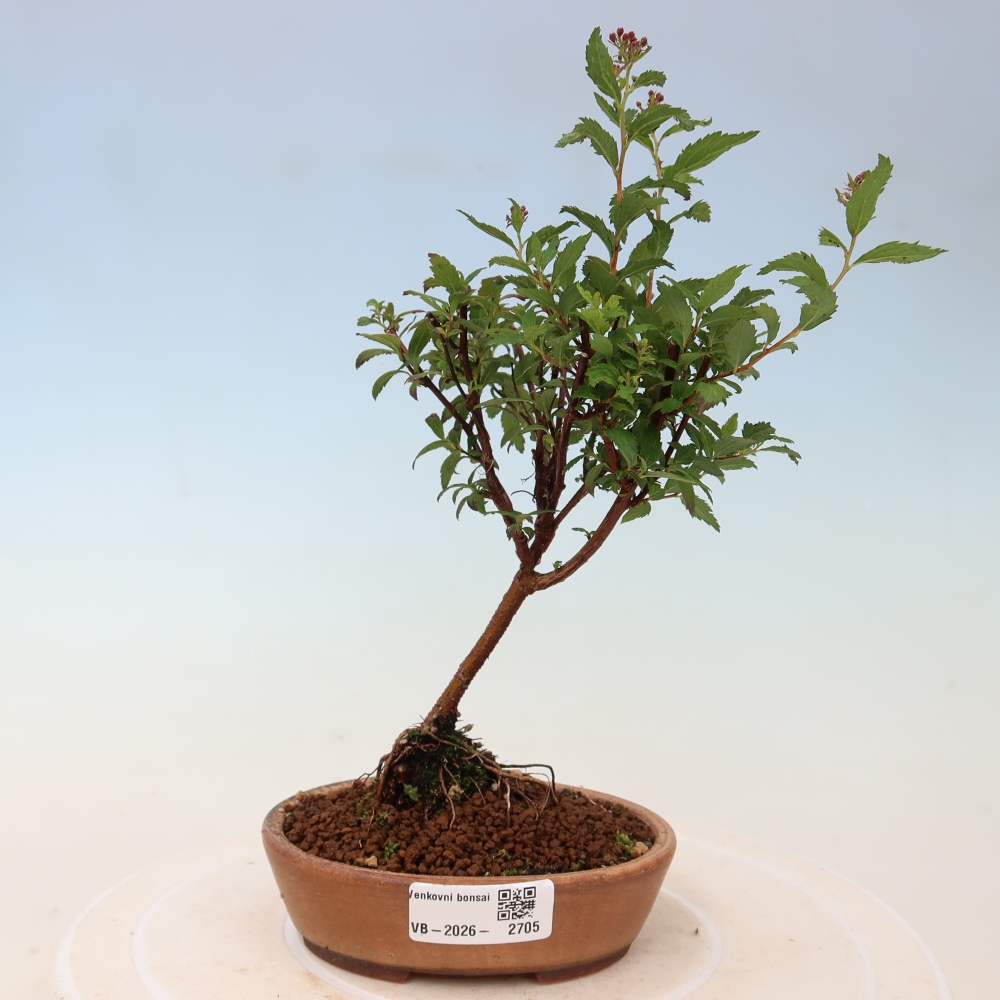 Bonsaï d'extérieur - spirée du Japon - Spirea japonica Anthony Waterer