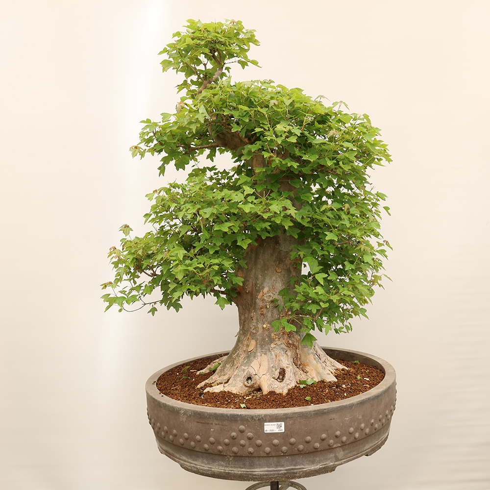 Bonsaï d'extérieur - Maple Burger - Acer Burgerianum