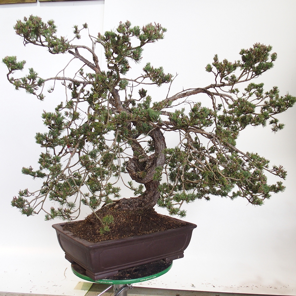 Yamadori - Pinus sylvestris Espagne