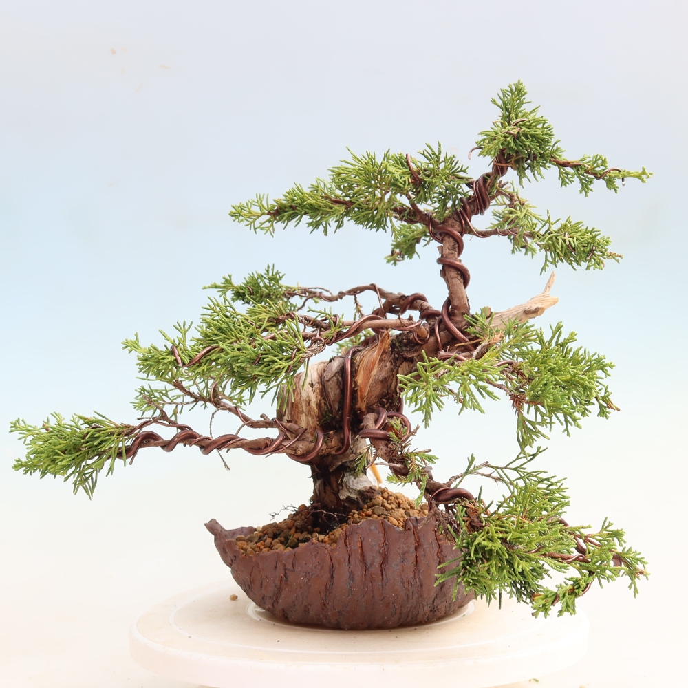 Bonsaï d'extérieur - Juniperus chinensis Itoigawa-Juniperus chinensis