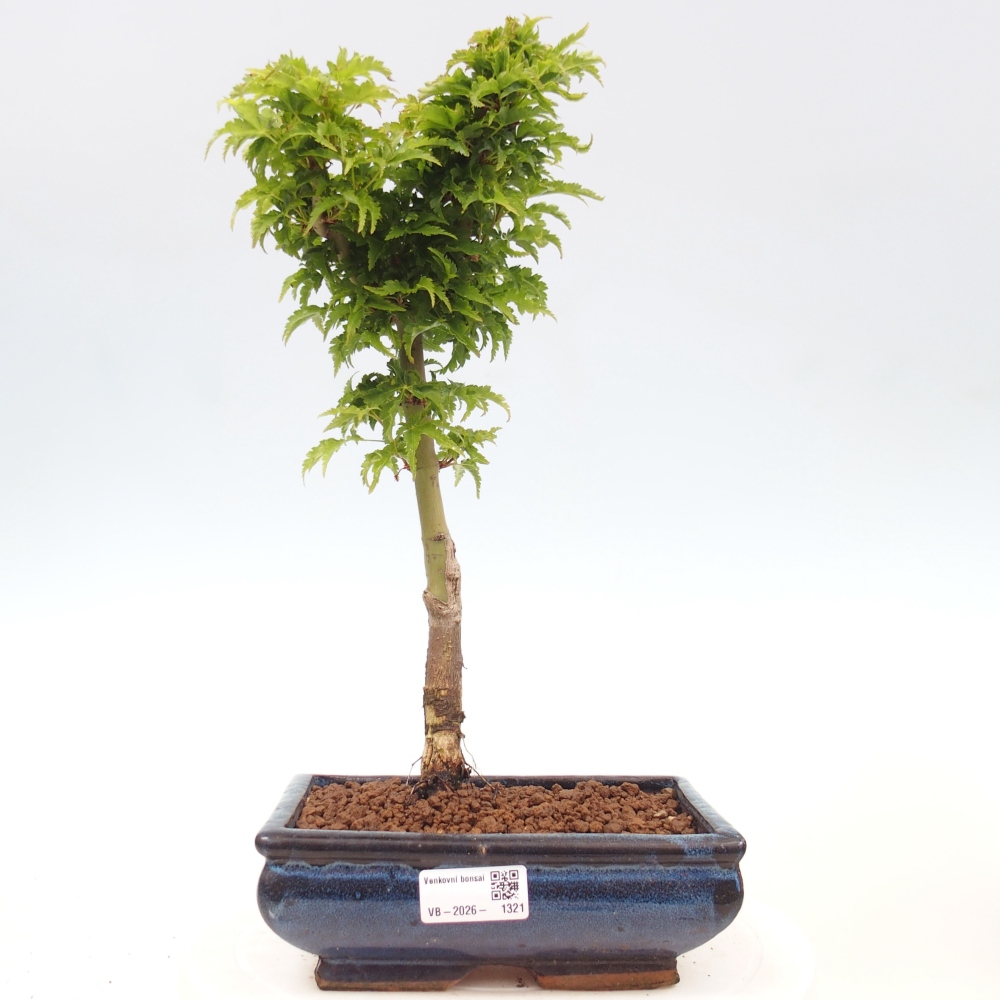 Bonsaï d'extérieur -Javor palm Acer palmatum Shishigashira