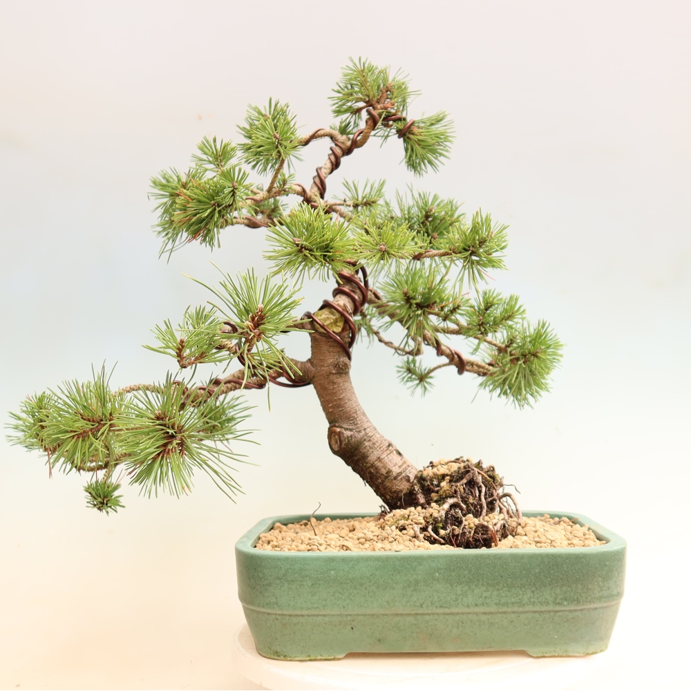 Bonsaï d'extérieur - Pinus mugo Humpy  - Pin nain