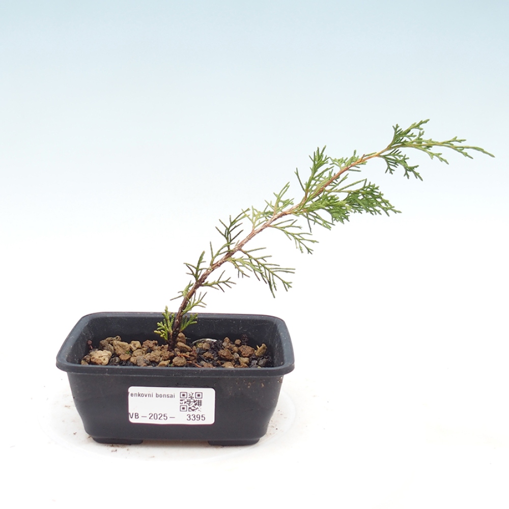 Bonsaï d'extérieur - Juniperus chinensis Itoigawa