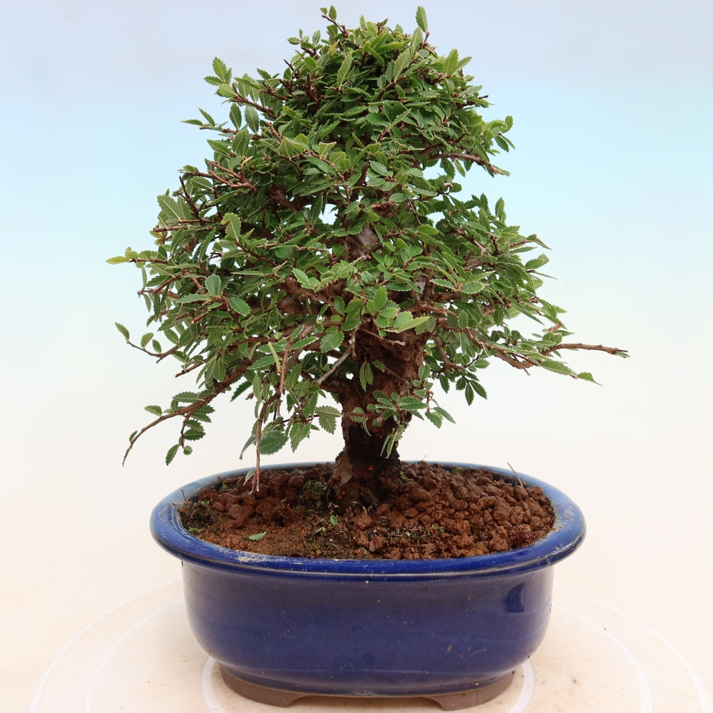 Bonsaï d'extérieur - Zelkova - Zelkova NIRE