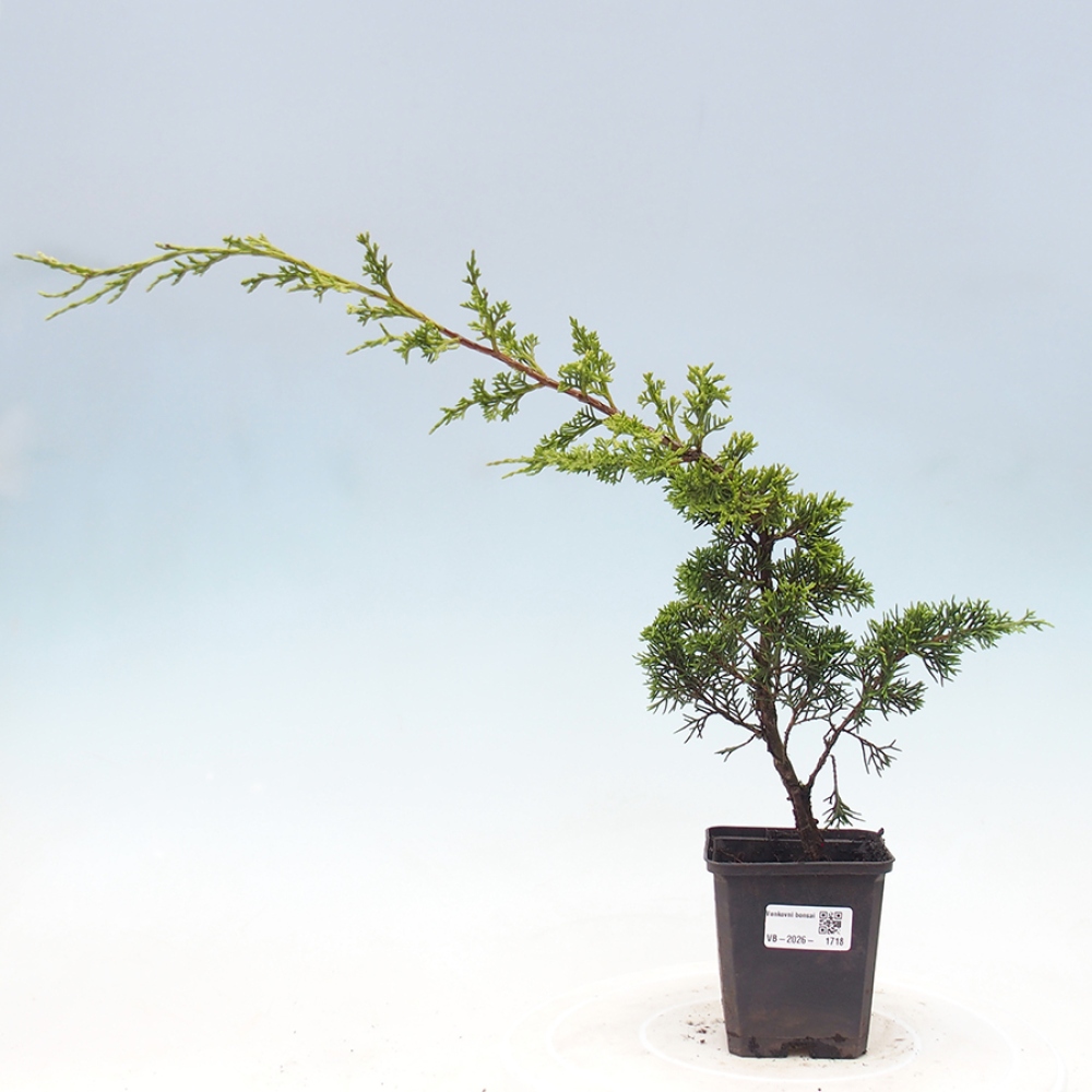Bonsaï d'extérieur - Juniperus chinensis Itoigawa