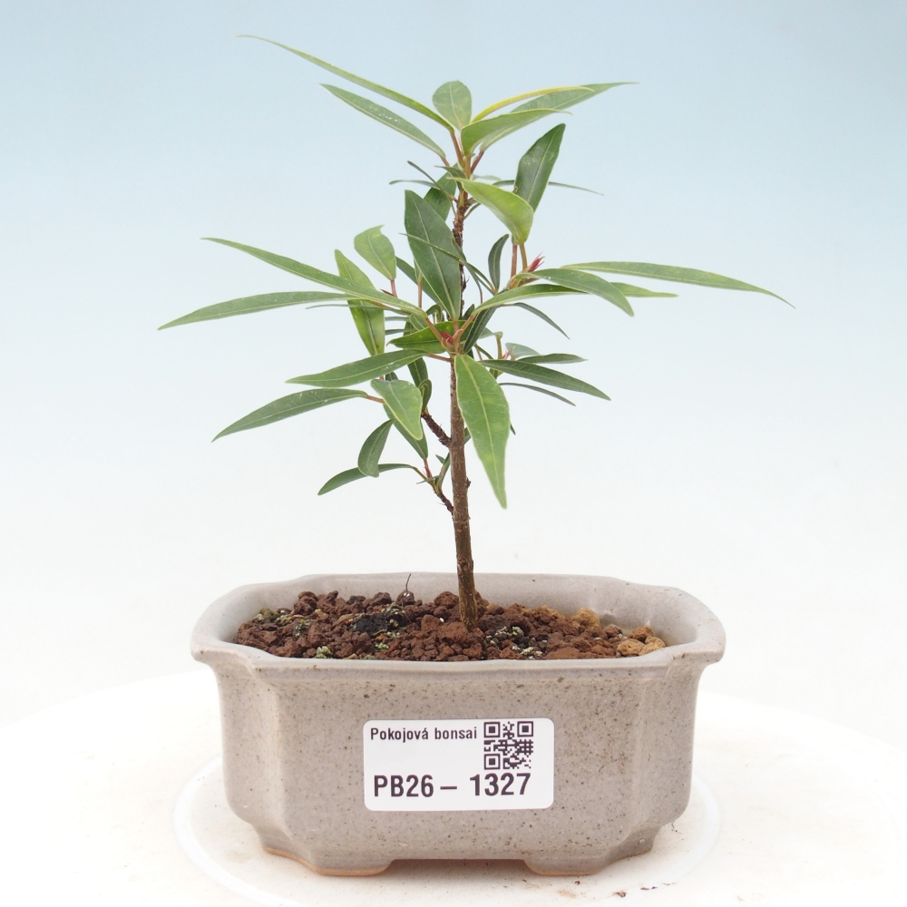Salle bonsaï - Ficus nerifolia - ficus à petites feuilles