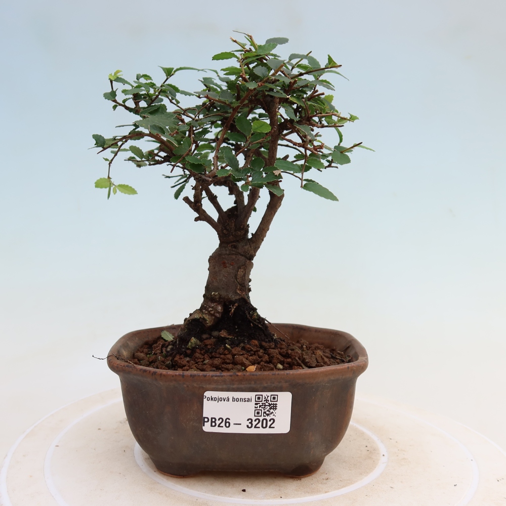 Bonsaï de chambre - Ulmus parvifolia - Orme à petites feuilles